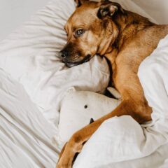 O bebé e o cão