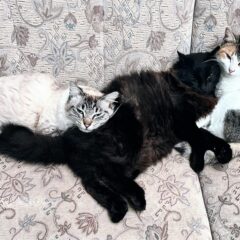 Um Escritor sem Gato é como um Cego sem Guia: A Relação Entre Escritores e Felinos