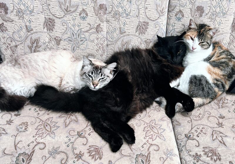 Um Escritor sem Gato é como um Cego sem Guia: A Relação Entre Escritores e Felinos
